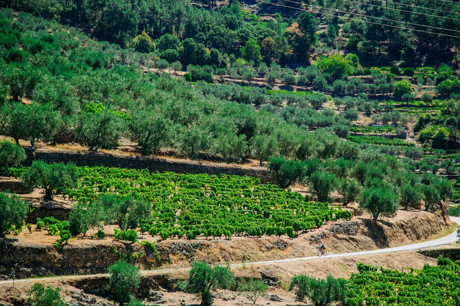 Backways bike tour route through the vineyards