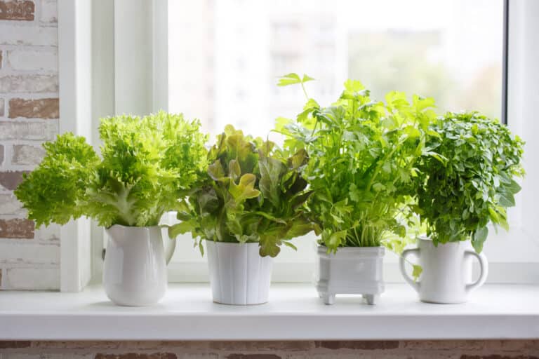 Fresh aromatic culinary herbs in white pots on windowsill. Lettuce, leaf celery and small leaved basil. Kitchen garden of herbs
