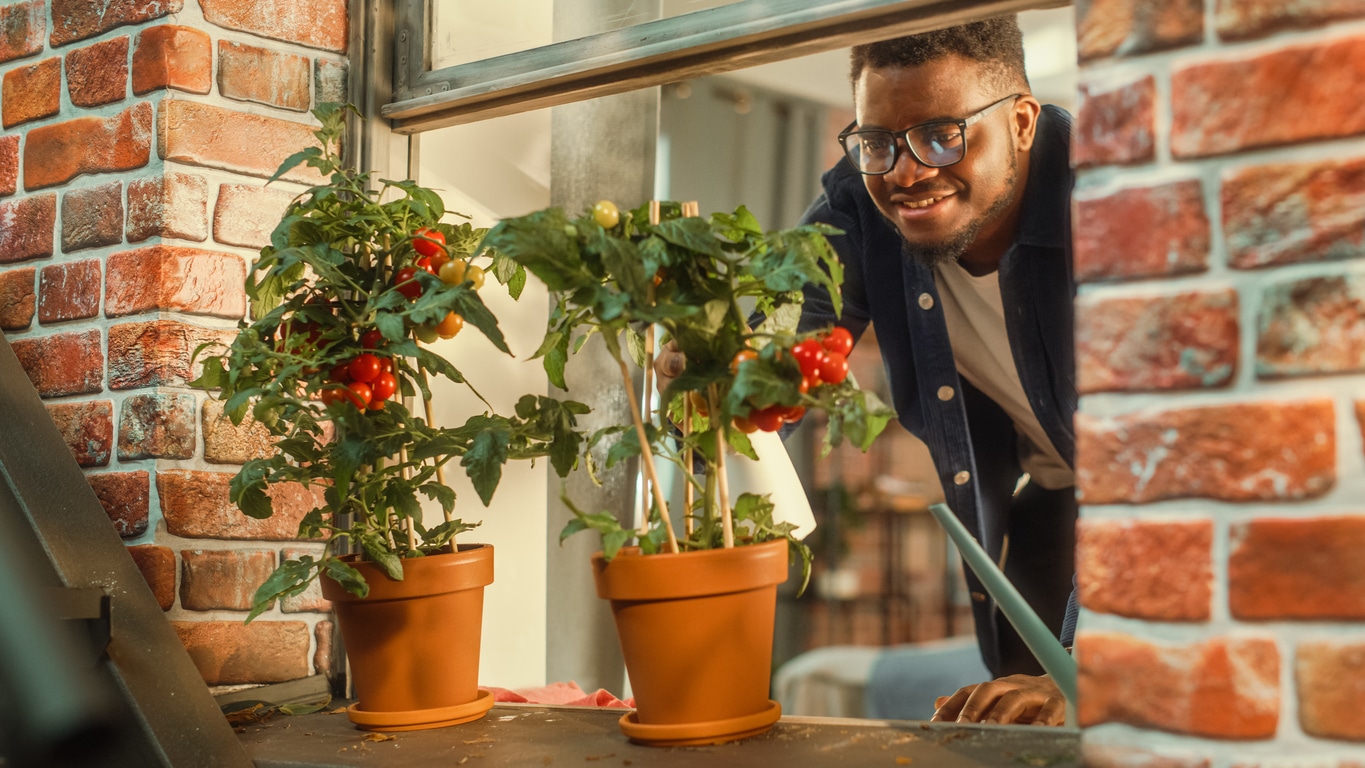 Male spraying and watering homegrown tomatoes at his apartment