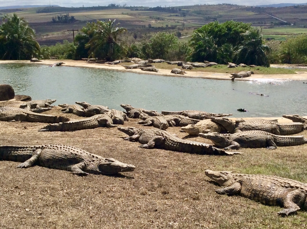 Crocodile Farm In South Africa