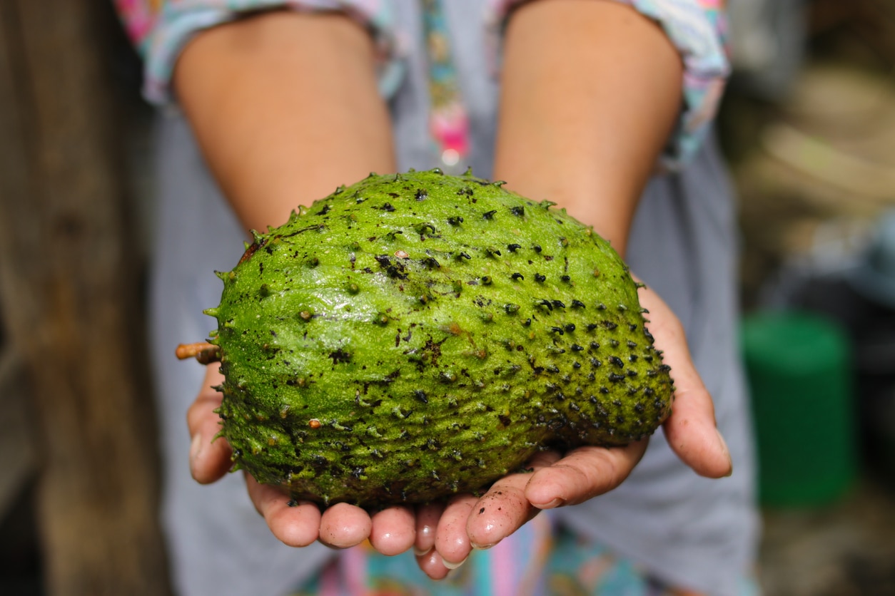 Raw Soursop on hand