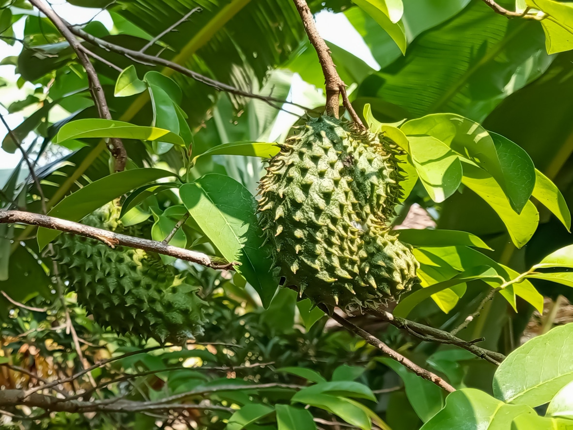 soursop fruit growing on a tree